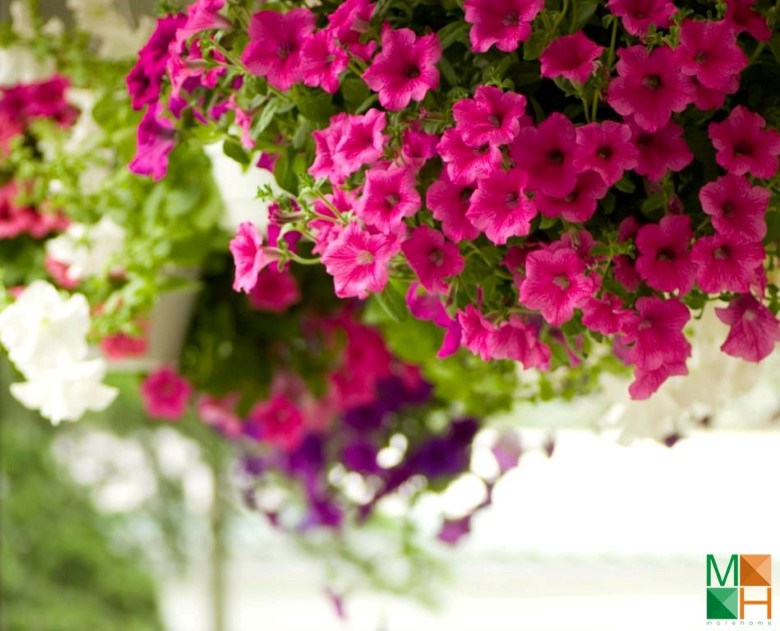 Tranh dán tường hoa dạ yến thảo tại Quận Hoàng Mai, Hà Nội FW - 124